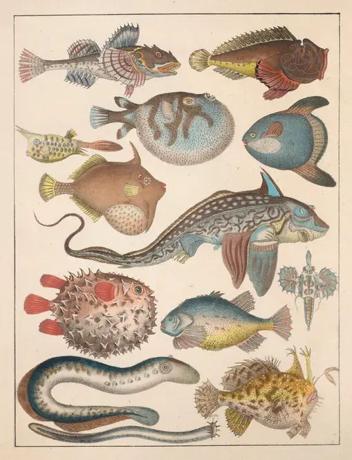 Natural History (Galerya obrazowa zwiérząt czyli Historya naturalna) Pl.63 (1839) by Anton Benedikt Reichenbach